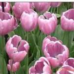 沭陽(yáng)縣新河鎮(zhèn)綠友花卉園藝場(chǎng) 一站式農(nóng)作物種子經(jīng)營(yíng)服務(wù)，百合、女貞、獼猴桃種子精選供應(yīng)